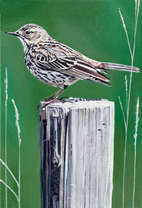 Meadow pipit SOLD