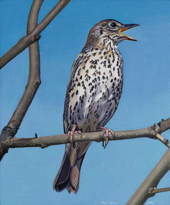 Songthrush SOLD