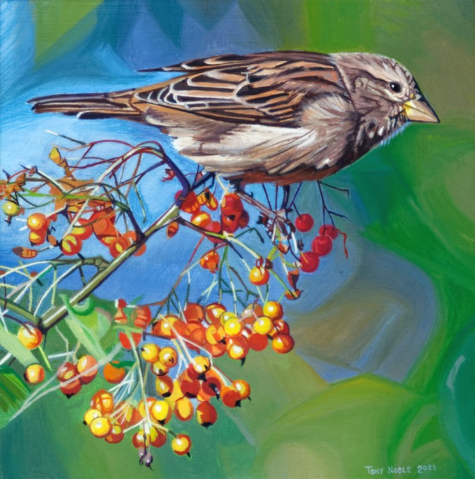 Sparrow with pyrocanthus berries