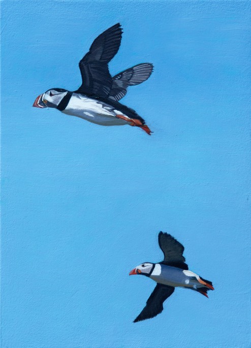 Two puffins in flight