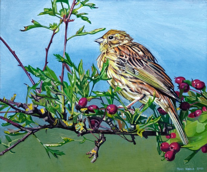 Yellowhammer in a hawthorn tree