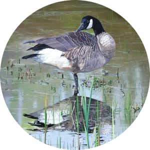 Canada Goose