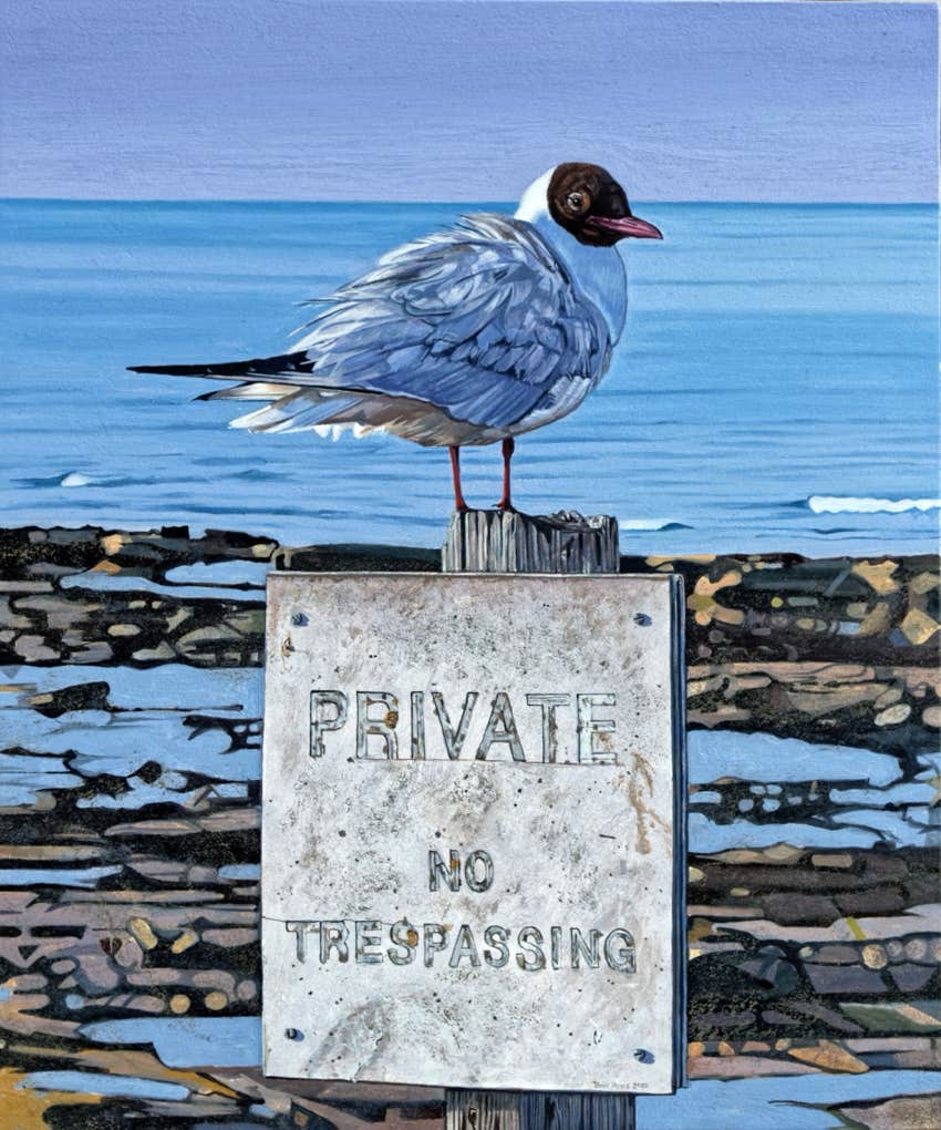 Black headed gull
